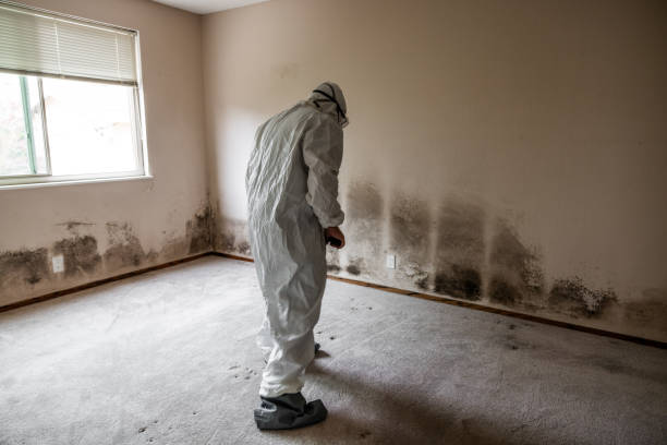 Best Basement Mold Removal  in Bishop, CA